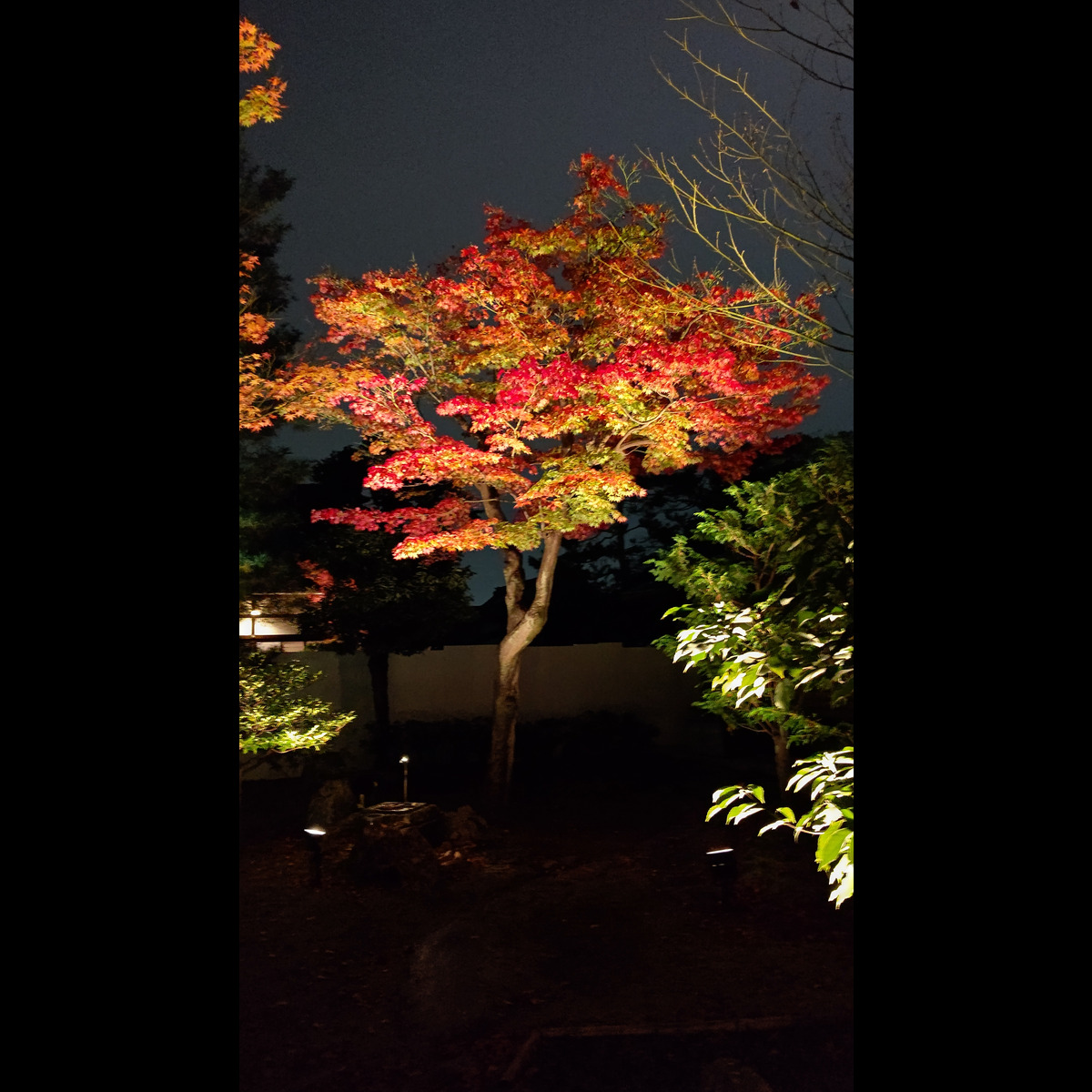 tomokore