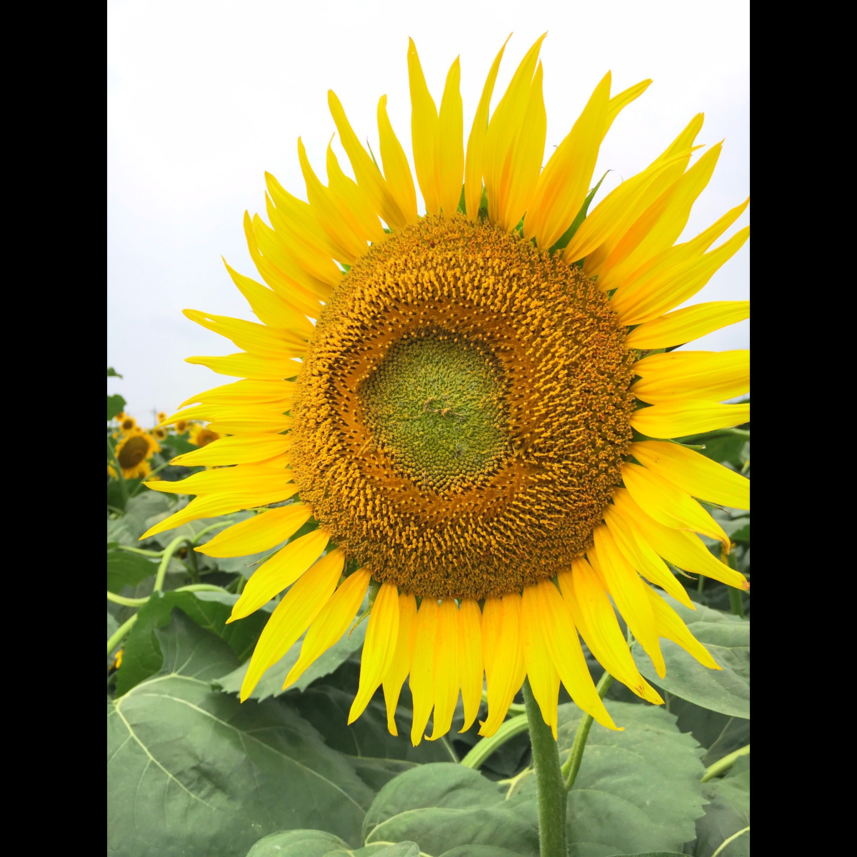 sunflower081