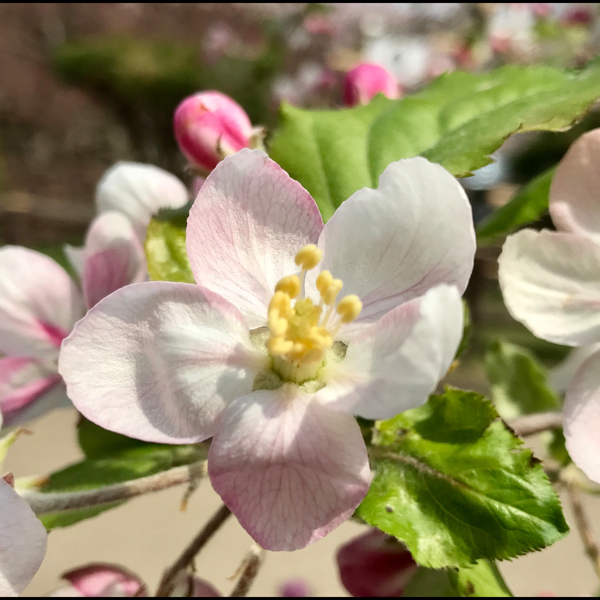 aroma fragrance KDgarden