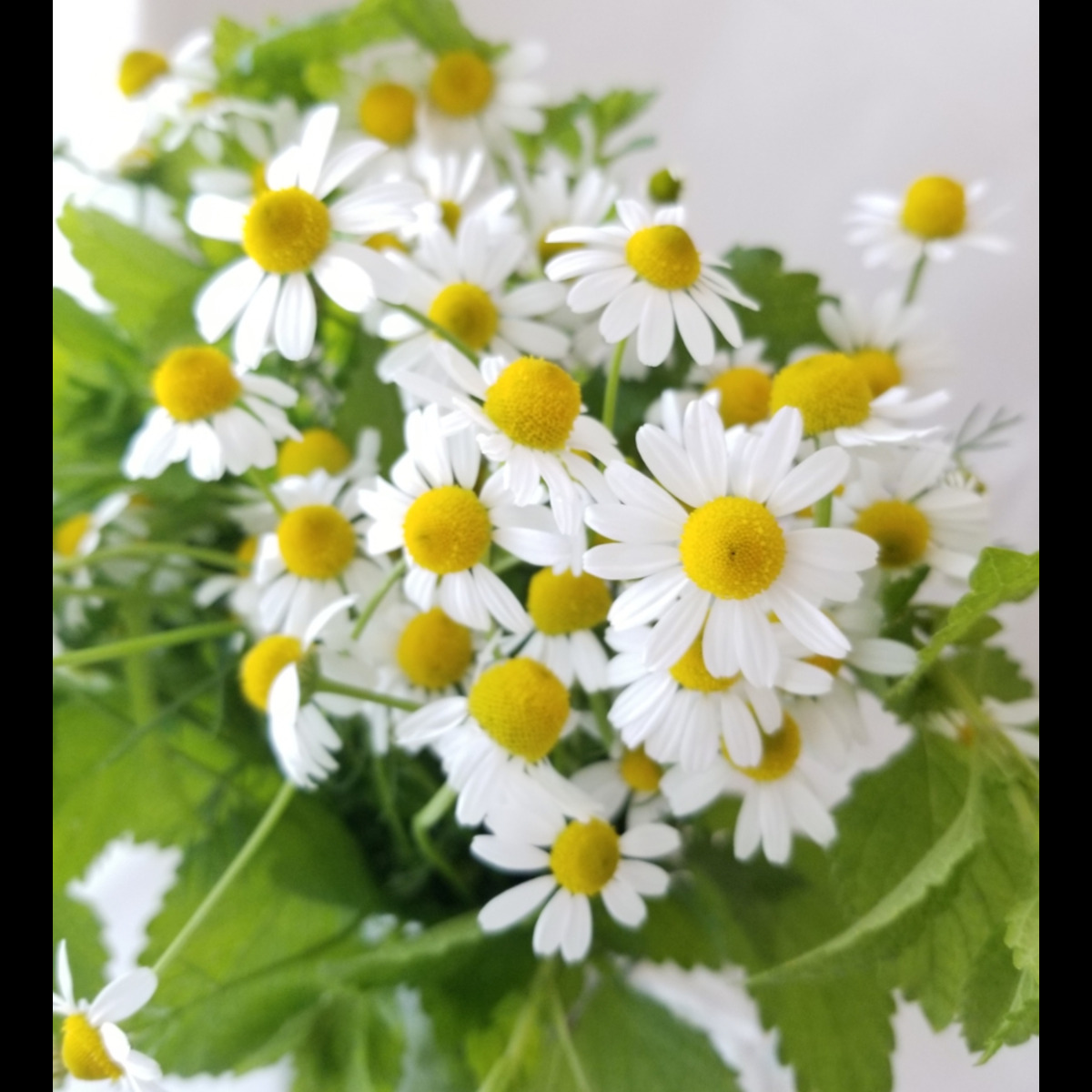 pure・potager