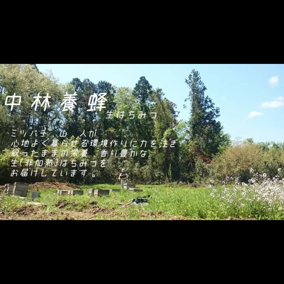中林養蜂