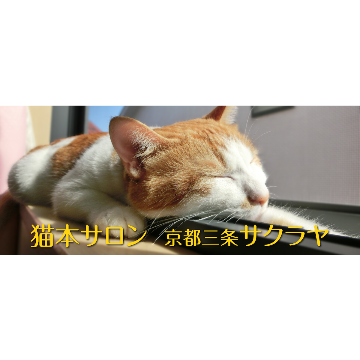 猫本サロン 京都三条サクラヤ